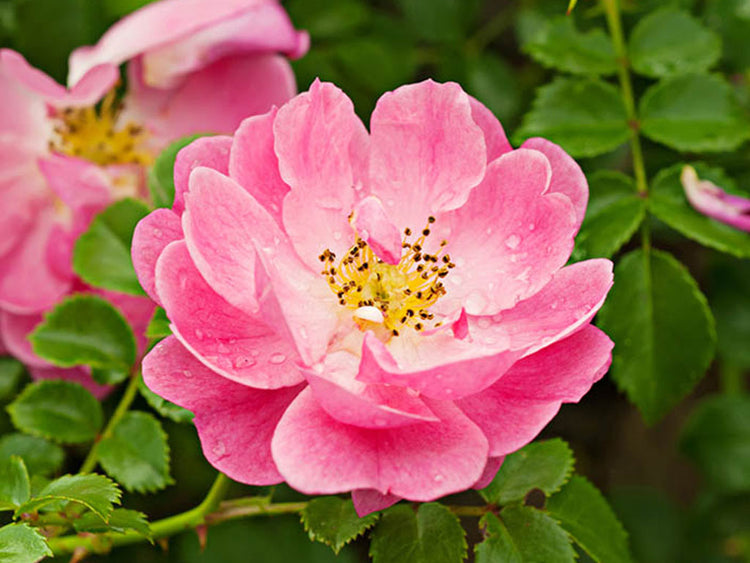 rosa mosqueta